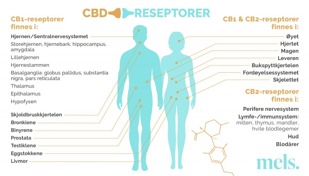 Hvordan fungerer CBD på menneske-kroppen?