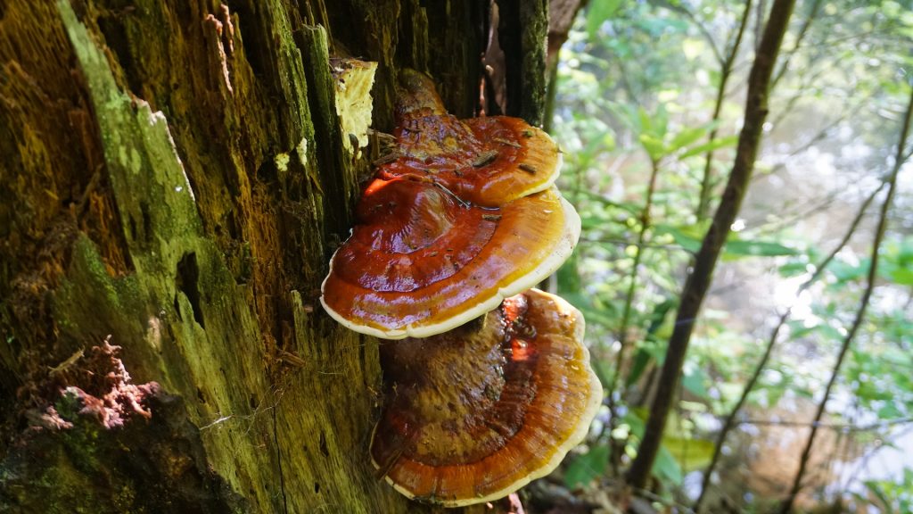 Reishi mushroom on tree